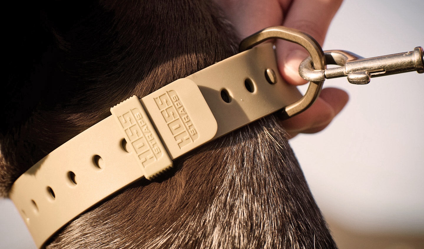 D-Ring Dog Collars