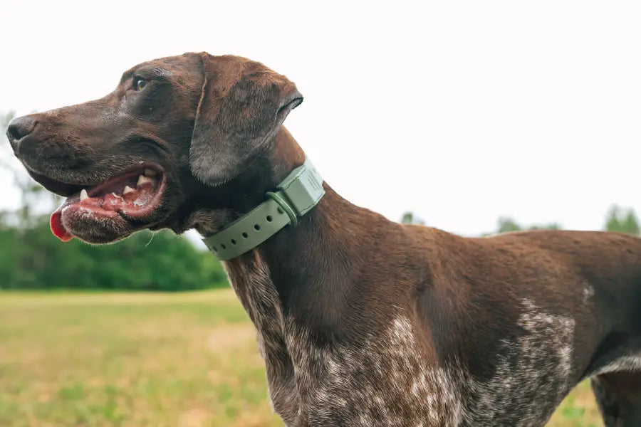 Should You Leave Your Dog in Collar Indoors?