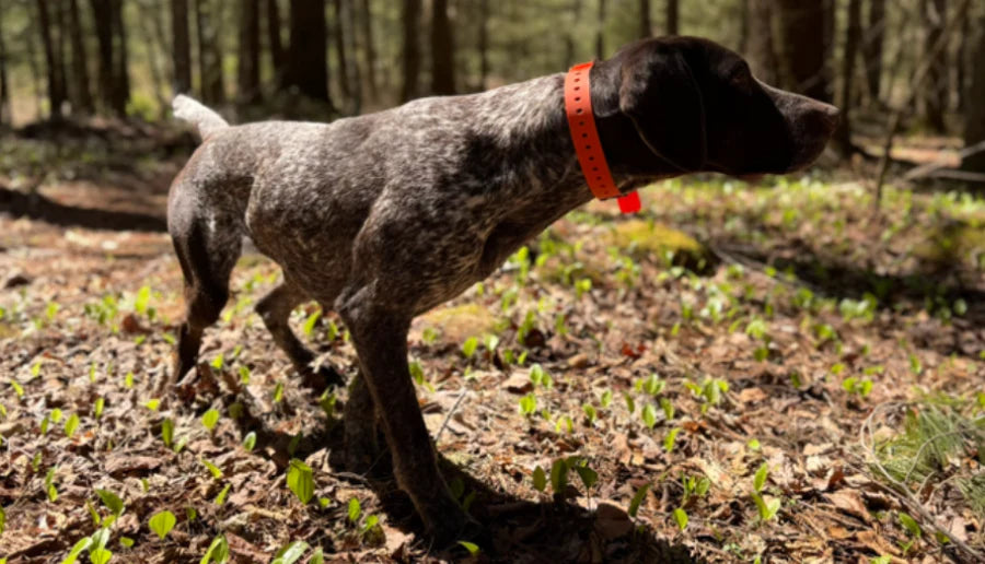 Collars for Real Dogs: Built for Mud, Water, Work, and Daily Wear