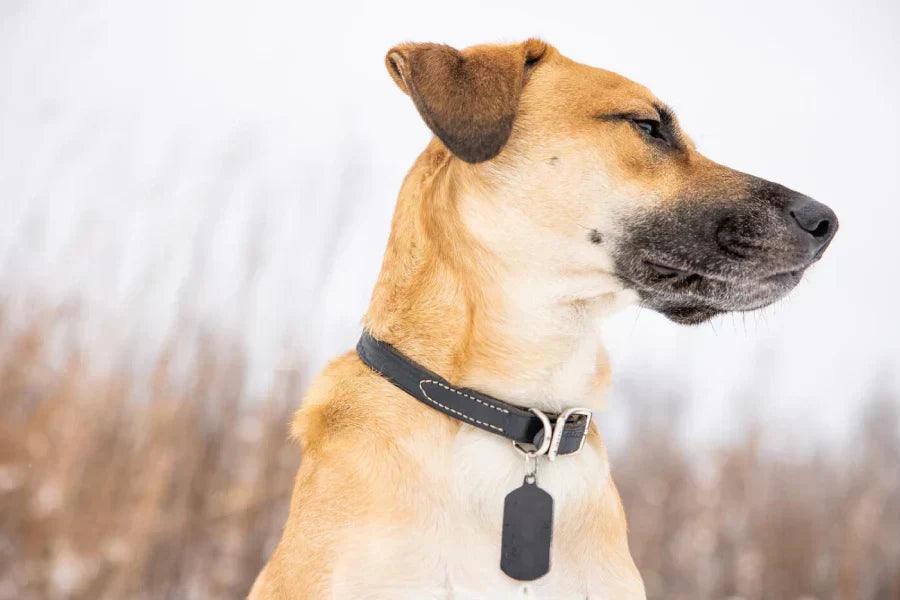 Engraved Buckle Dog Collars