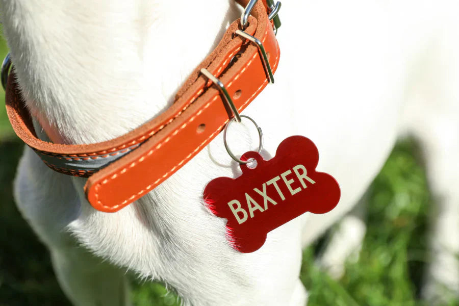 Engraved Nameplate Dog Collars