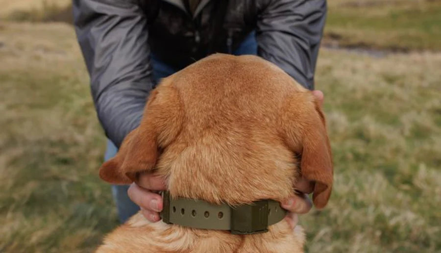Handler Collars: What Working Dog Handlers Should Look For