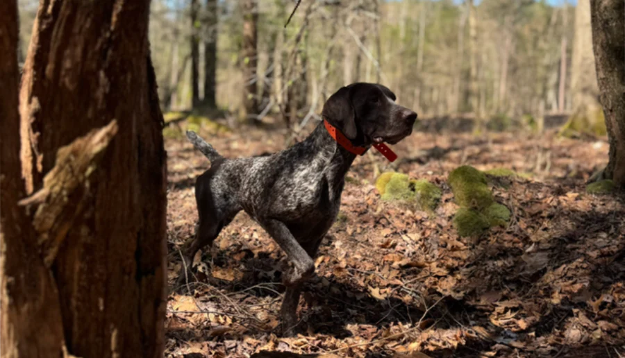 K9 Training Collars: Fit, Hardware, Weatherproof Build, and Garmin Options