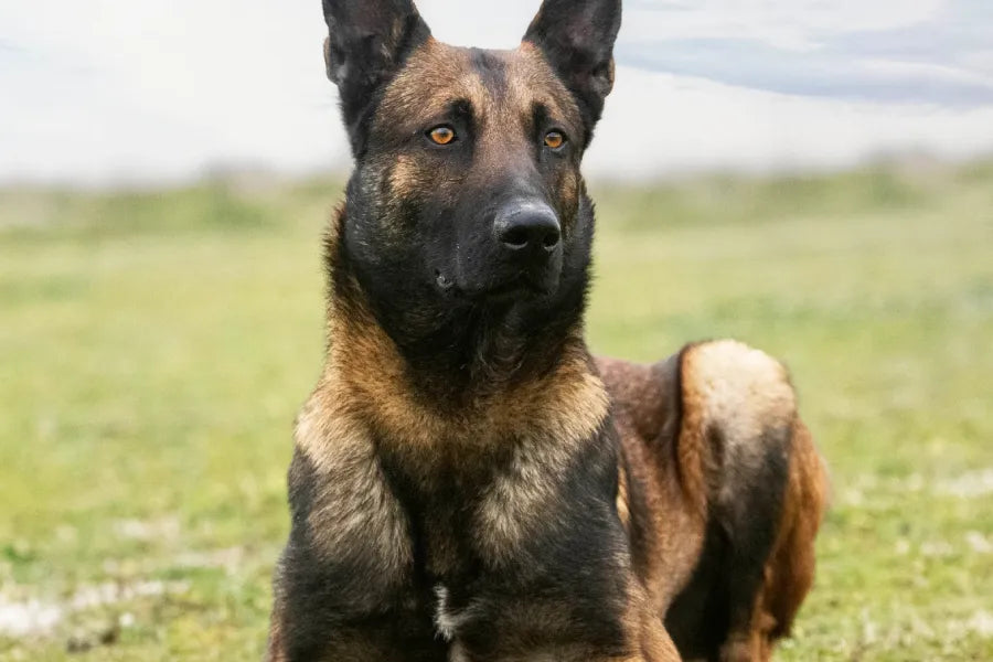 Large Breed K9 Collars