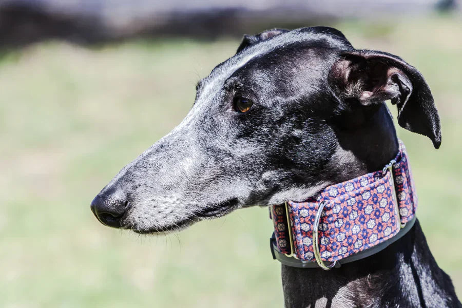 Martingale Collars: When They Help, How to Fit Them, and When to Skip Them
