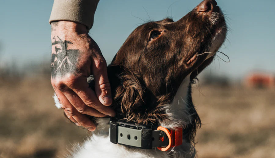 Military Grade Training Collars: What the Term Should Mean for Working Dogs