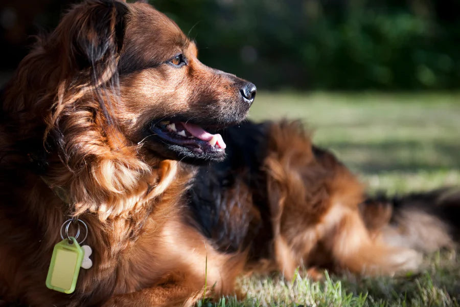 No-Jingle ID Dog Collars