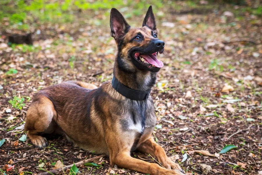 Nylon Webbing K9 Collars: When to Use Them, How to Set Them Up, and When Not to