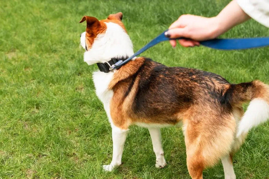 Odor-Resistant Everyday Collars: Why Dog Collars Smell and How to Keep Them Fresh