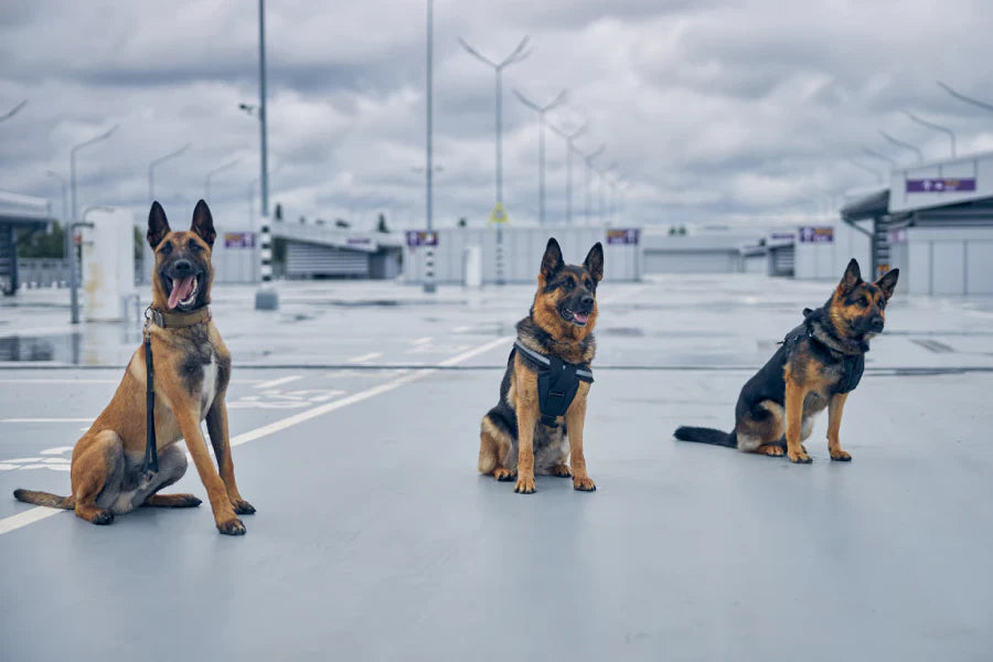 Police K9 Units