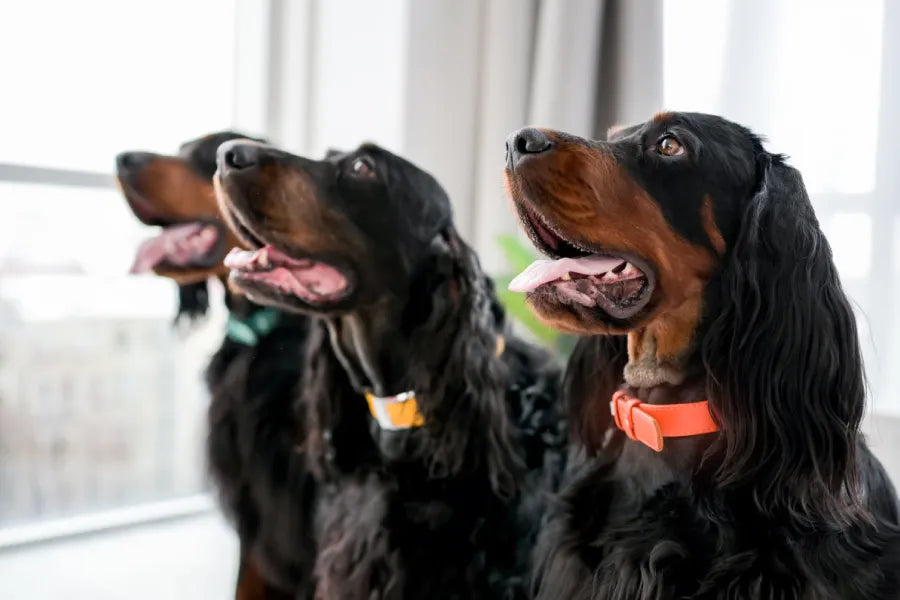 Reflective and High-Visibility Dog Collars: What Works at Dawn, Dusk, and After Dark