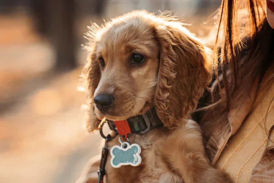 Silicone Quiet Dog Tags
