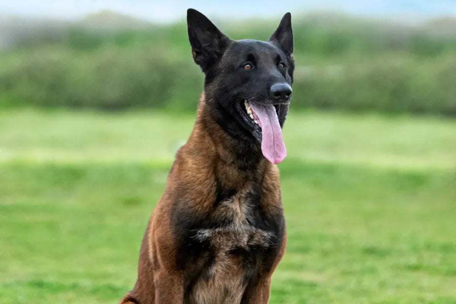 Sizing, Fit & Measuring Guide for K9 Dog Collars