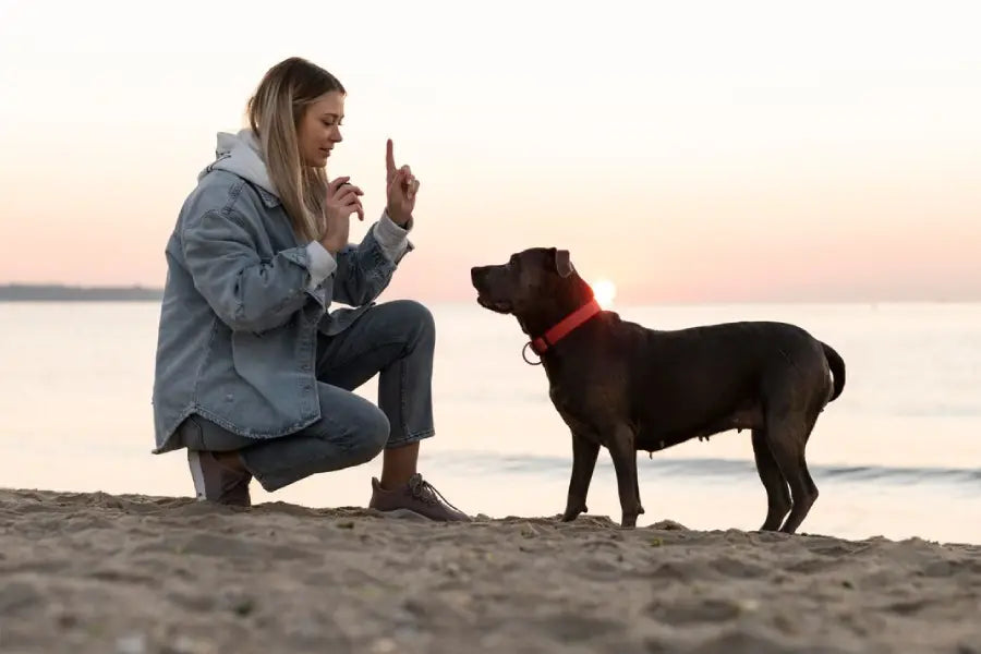 Solid Color Dog Collars: Visibility, Dye Care, and Keeping Color Looking Sharp