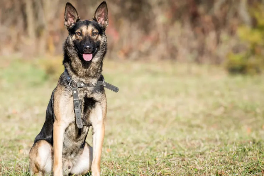 Tactical & Duty K9 Collars