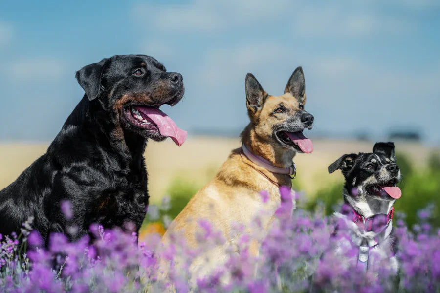 Three happy dogs
