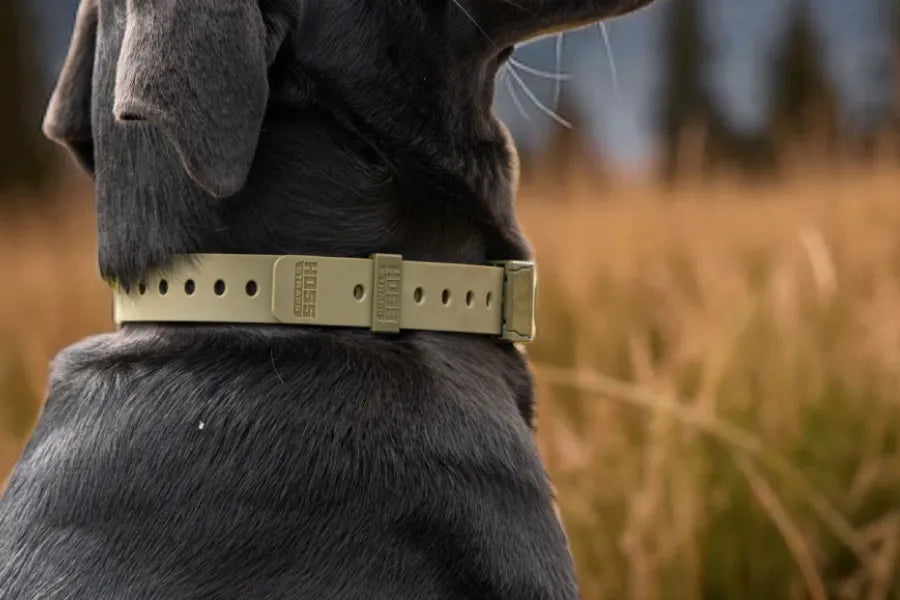 Waterproof BioThane-Style Collars: The No-Fuss Choice for Wet, Muddy, All-Weather Days