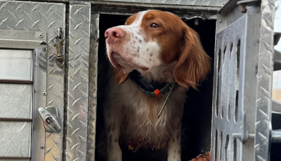 dog with a hosstrap collar