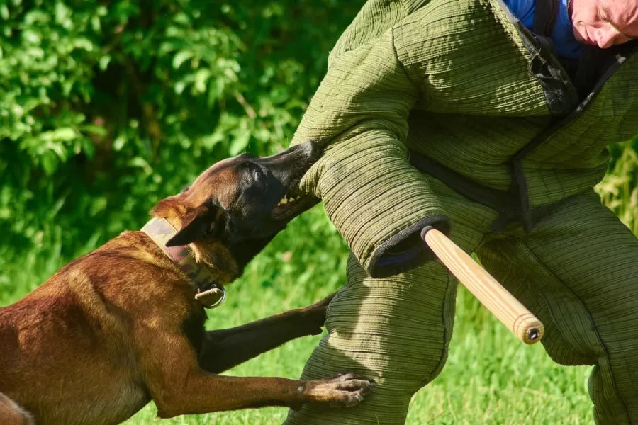 Agitation and Bite-Work Collars: Width, Build, Hardware, and Safer Handling