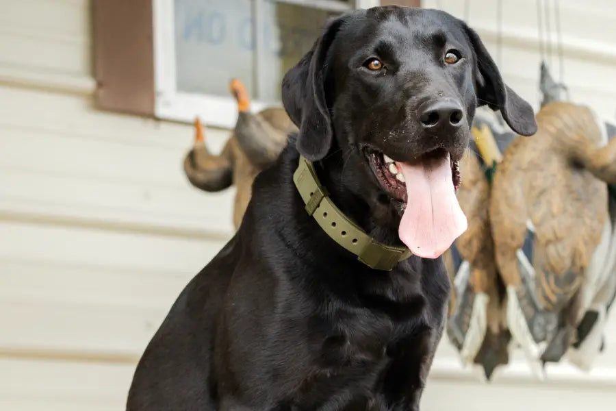 What Makes a Tactical Dog Collar Work for Your Pet