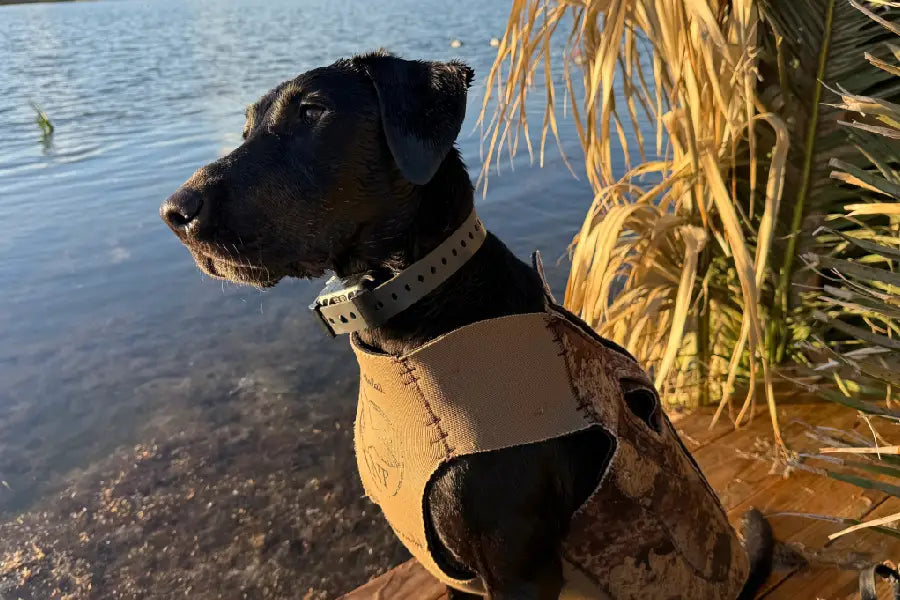 Dog Training Collar Reviews: How to Choose the Right Hoss Setup for Your Dog