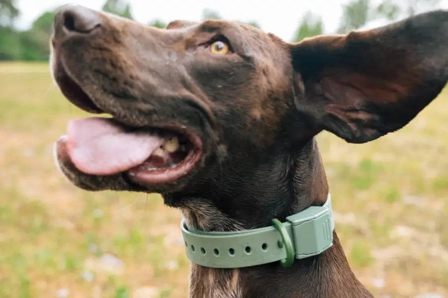 Calming Collar for Dogs: How It Helps Anxious Pets