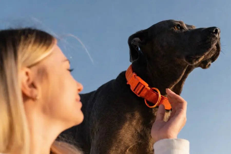 Dog Collars by Size (XS to XL): How to Measure, Pick the Right Range, and Check Fit