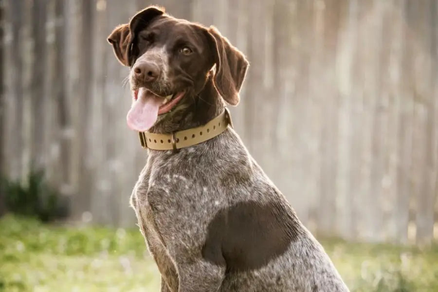 How to Choose the Right Size Dog Collar Strap?