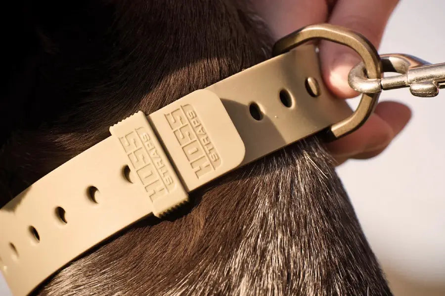Choosing the Best Training Collar for Stubborn Dogs: A Complete Guide