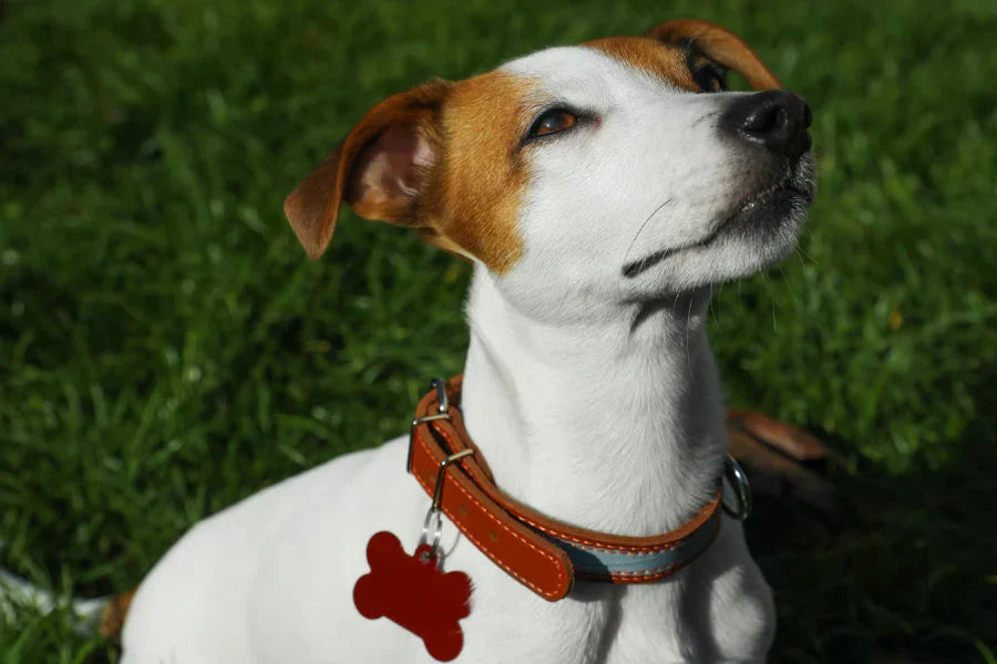 ID Collar