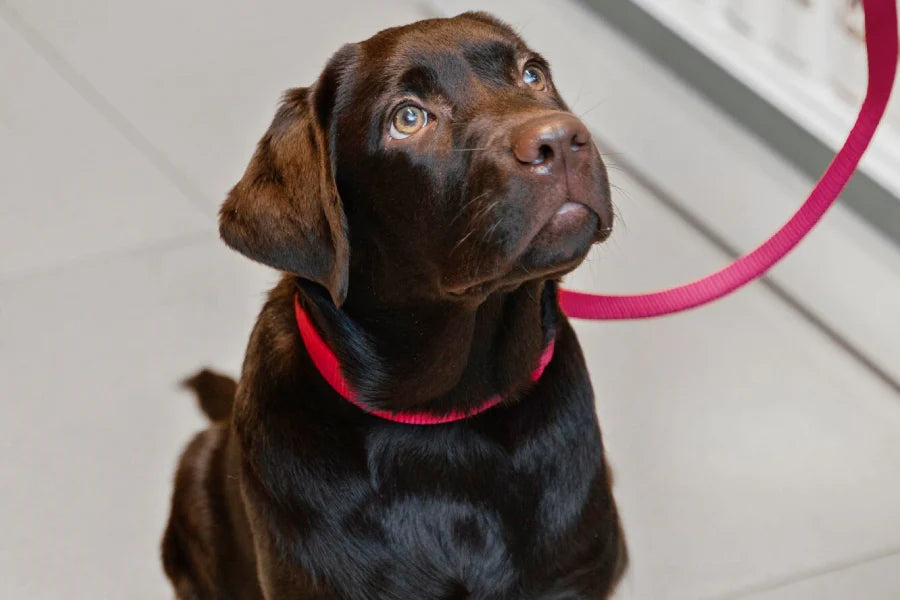 Personalized Nylon Name Collars
