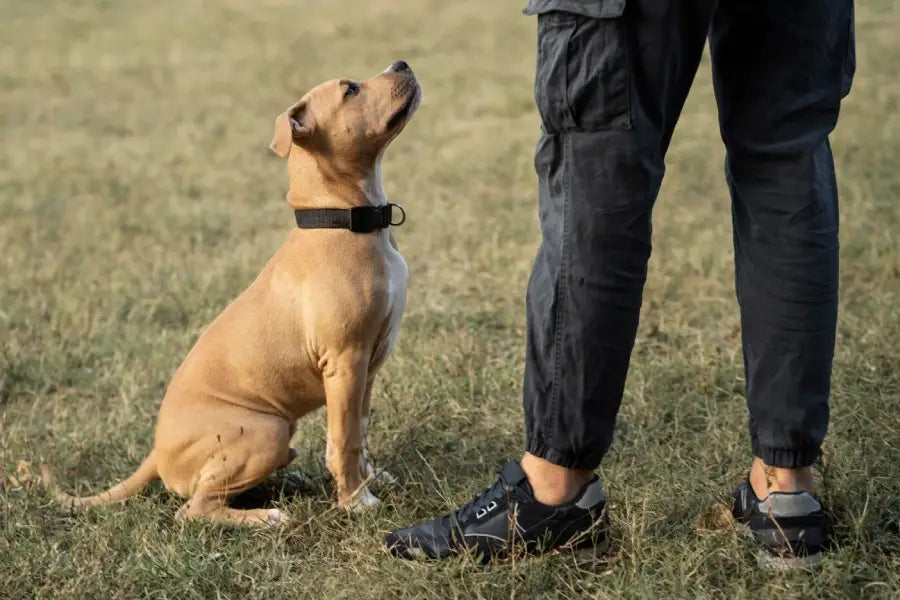 New Arrivals Dog Collars: What’s New at Hoss Straps