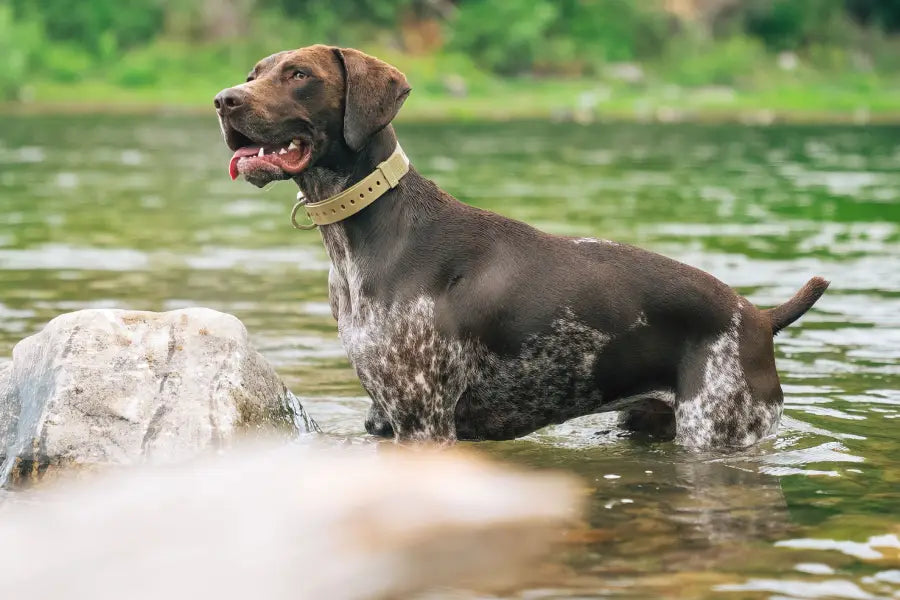 Collar Training for Dogs: How to Build Comfort, Focus, and Reliable Response