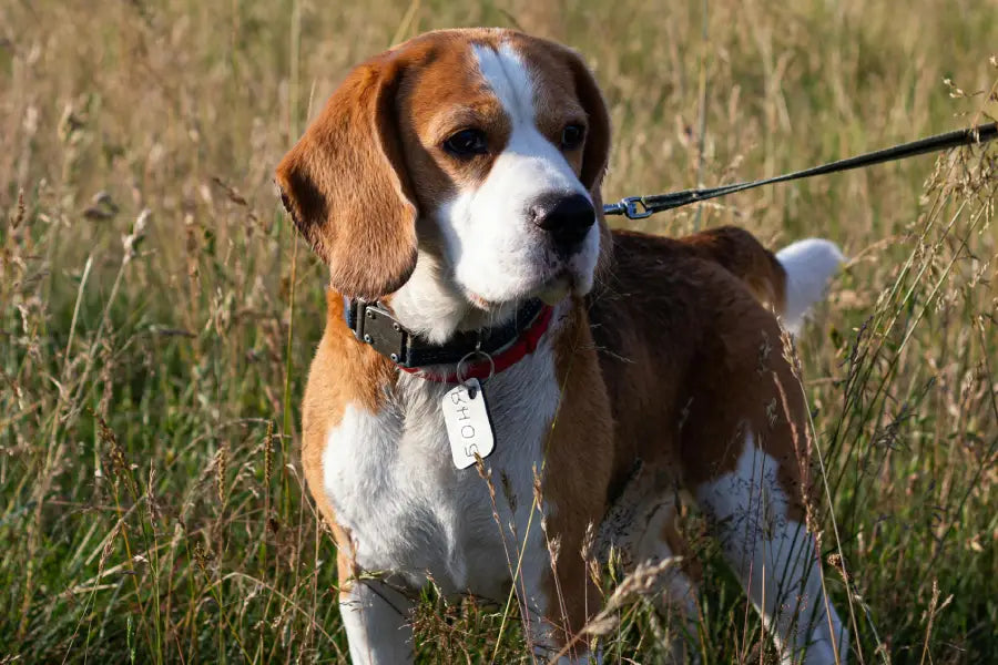 Personalized Collar Fonts and Icons: Pick Tag Text That’s Easy to Read