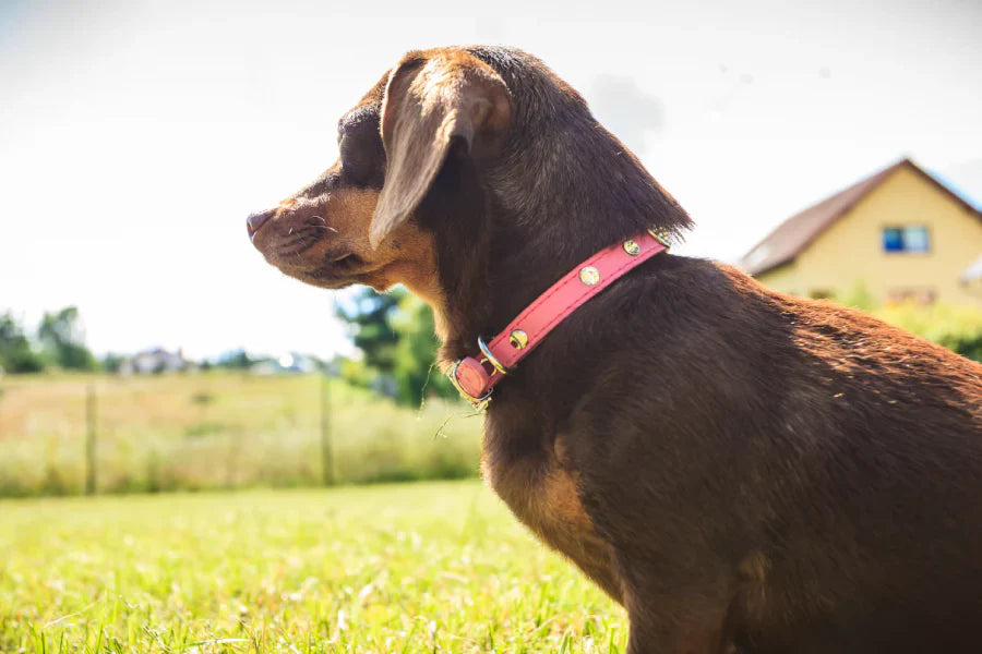 Leather Dog Collars