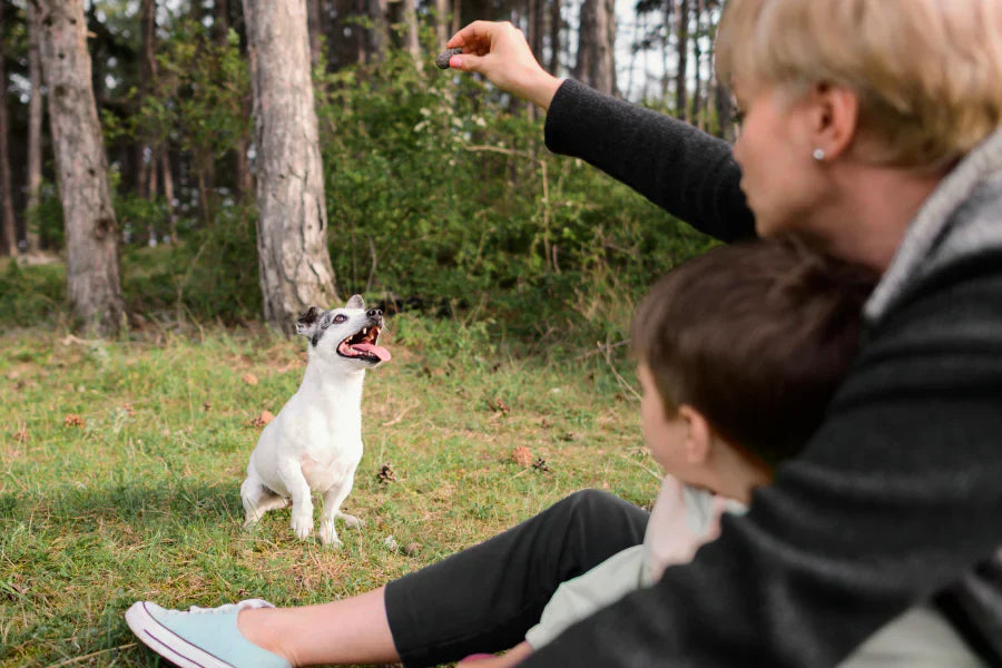 What Is the Best Dog Collar? A Practical Guide to Choosing One That Works