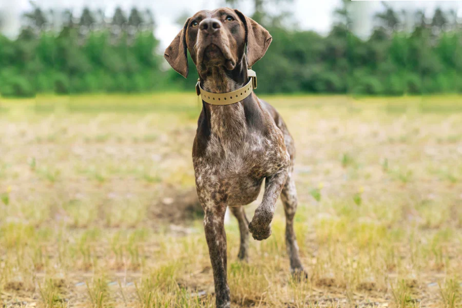 What Is the Best GPS Dog Collar?