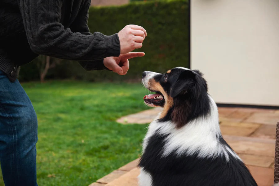 How to Use a Dog Training Collar: A Beginner's Guide