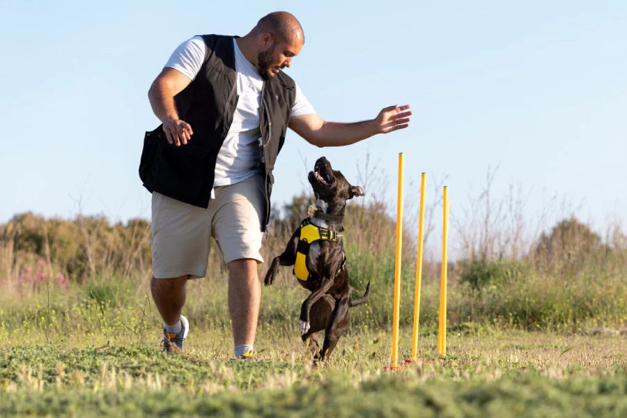 What Dog Training Collar Is Best? A Guide to Finding the Right Fit