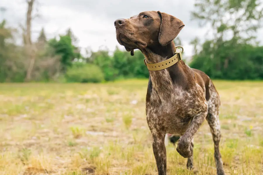 Why Your Dog Needs a Waterproof Dog Training Collar?