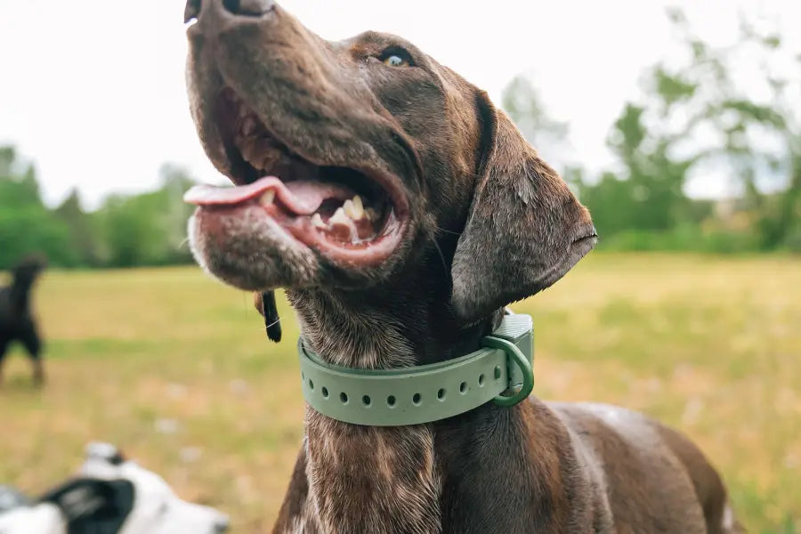 Best Training Collar for Puppy: Why the Hoss Straps Collar Stands Out