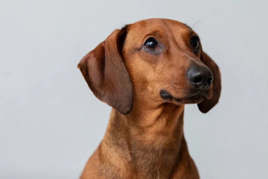 What Is the Best Collar for Dogs? Guide to Types, Safety, and Durability