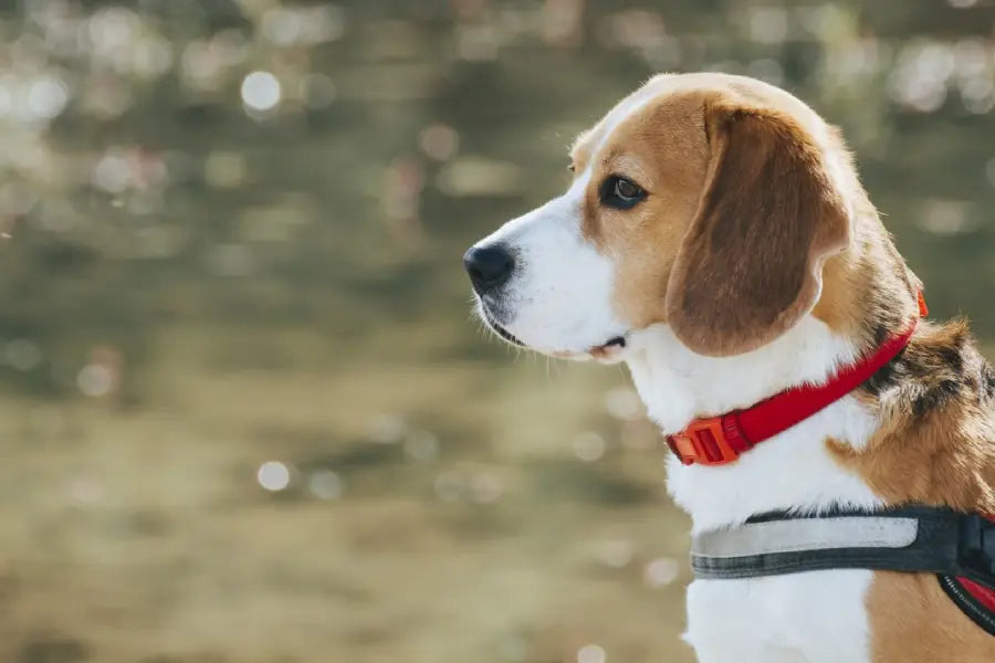 Best-Selling Dog Collars: Why These Features Work for New Dog Owners