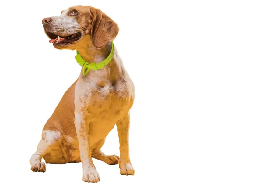 Dog Collar and Leash Sets: How to Match Hardware and Sizing