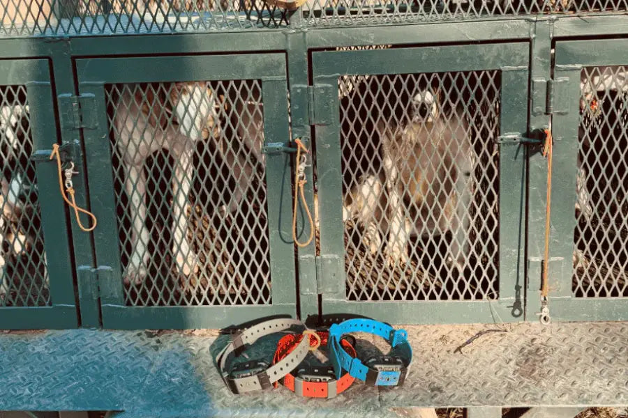 Lightweight Collar for Dogs: Expert Recommendations and Buying Guide