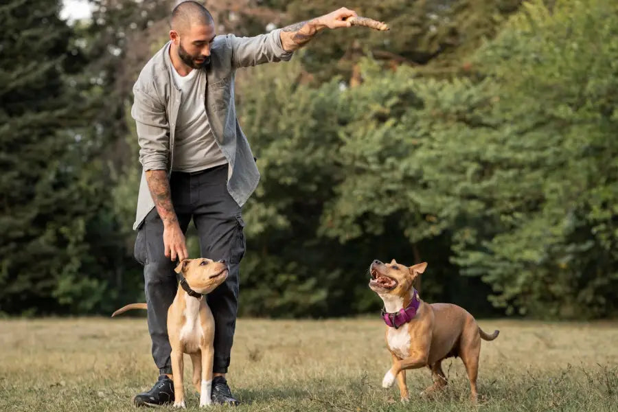 Everyday Collars for Daycare and Play: Safety Checks That Save You From Returns