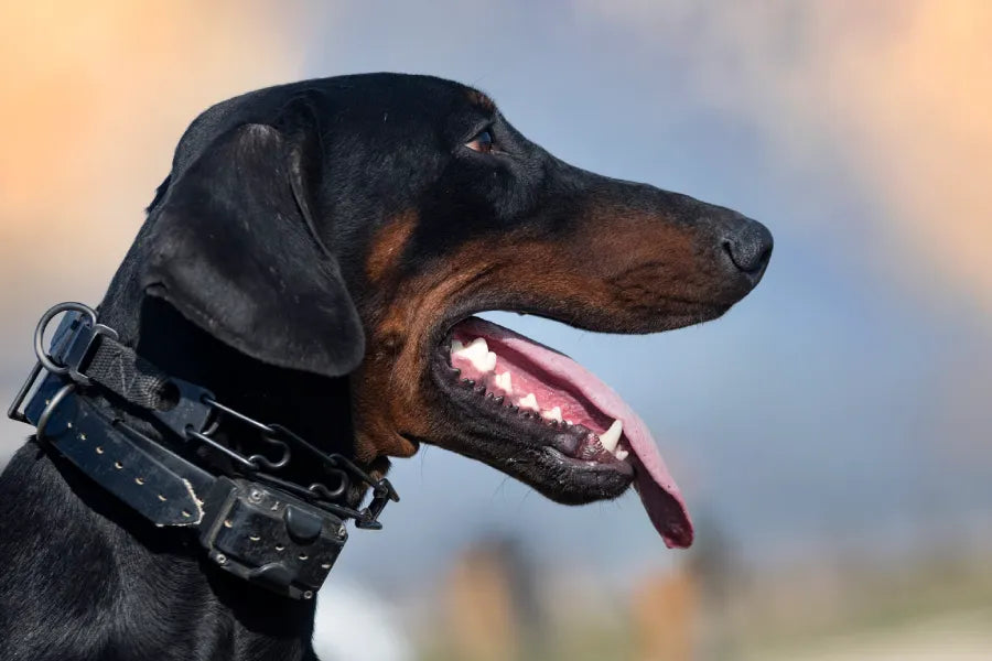 E-Collar Compatible Straps