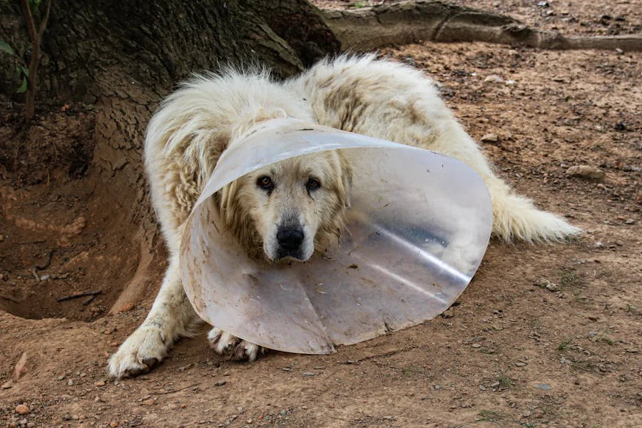 What Is an Elizabethan Collar for Dogs?