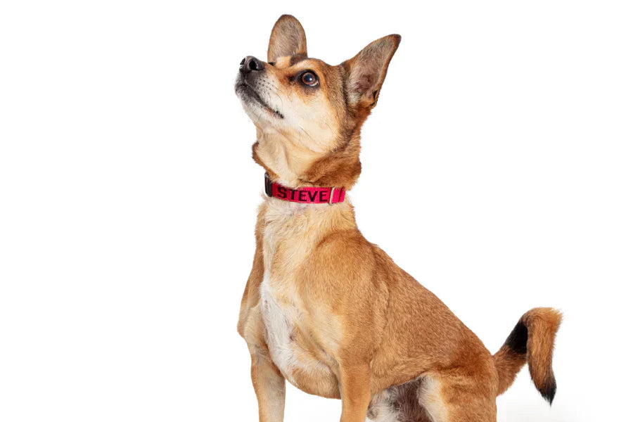 Embroidered Name Dog Collars