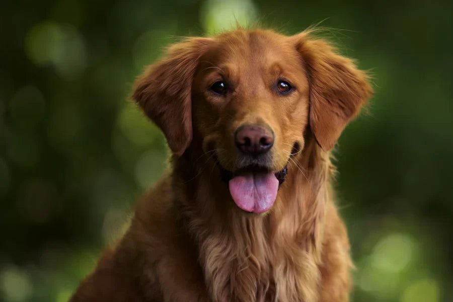 How to Adjust a Dog Collar: A Simple Guide for a Safe, Comfortable Fit